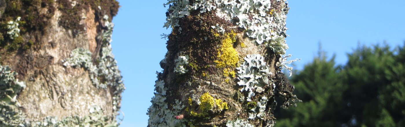 Lichens in Macroom